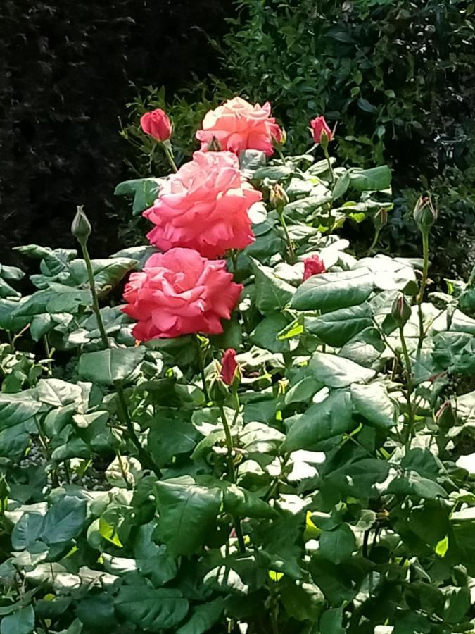 Ferienwohnung Rose'S Garden - Un Angolo Di Quiete Pino Torinese Exterior foto